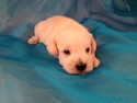 Male Schnoodle Puppy for sale #1 Born 1-25-13|Schnoodle Puppies for sale at lower Prices than Most Schnoodle Breeders in Pennsylvania
